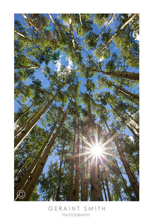 Morning in the aspens in the Valle Vidal