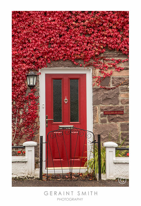 Climbing vine in Lochcarron, Scotland