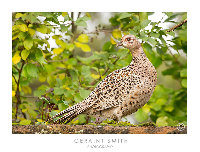 Pheasant on a stone wall near Melrose, Scotland