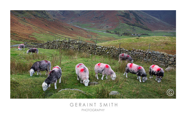 Lake District sheep ... 
