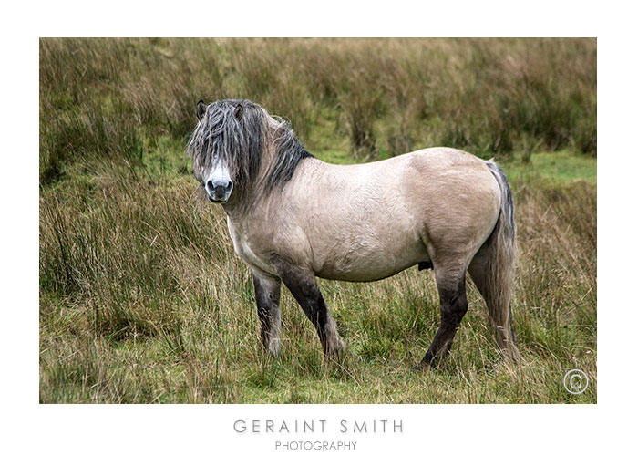 Resident of glen ... very tweedy colors