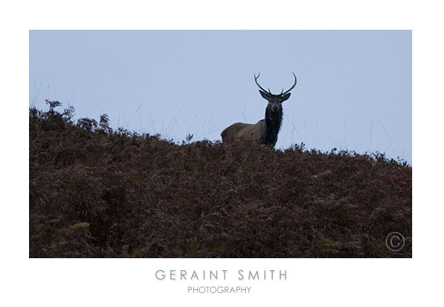 Red Deer Stag in Glen Coe