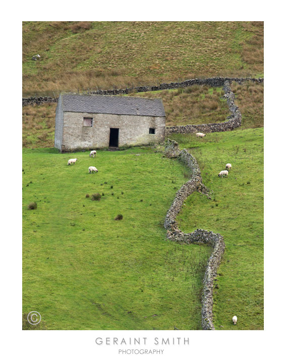 The art of stone walls and sheep, Yorkshire Dales