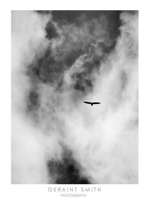 Bald Eagle hunting over the Rio Grande Gorge, NM