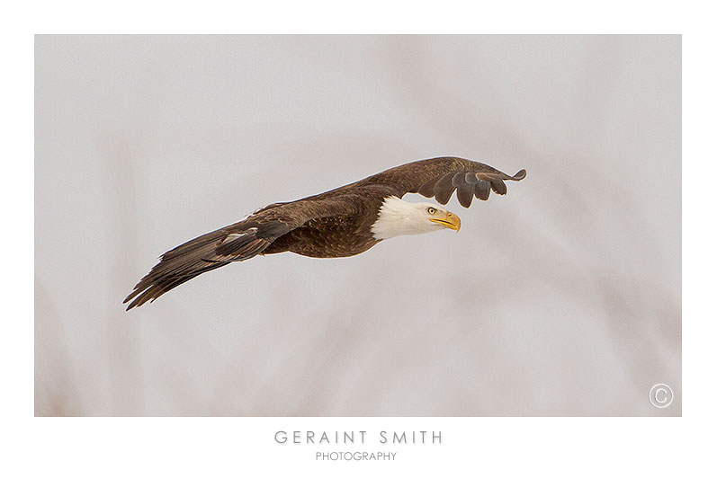 Bald eagle in the Rio Grande del Norte National Monument