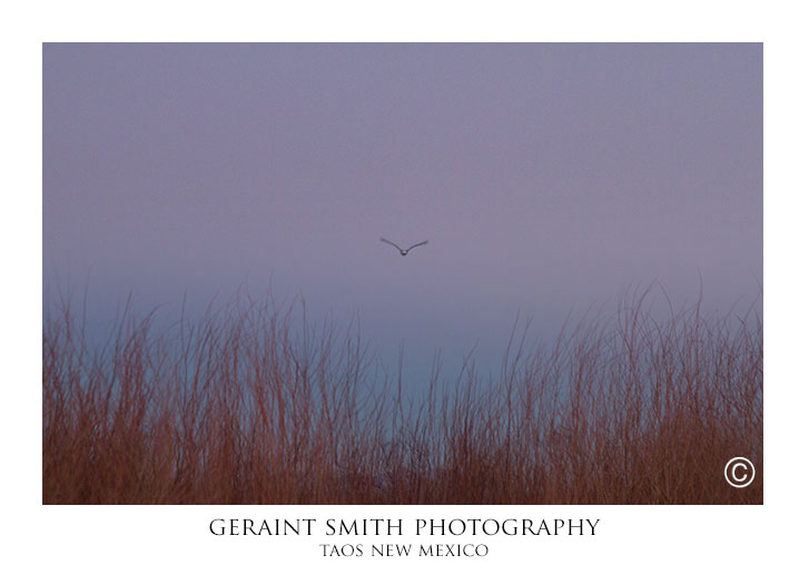 Bald eagle over the willows