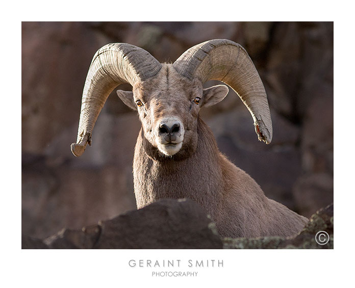 Encounter in the Rio Grande Gorge