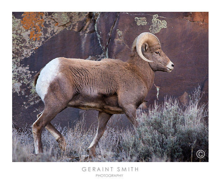 Bighorn Ram trucking through the Rio Grande Gorge