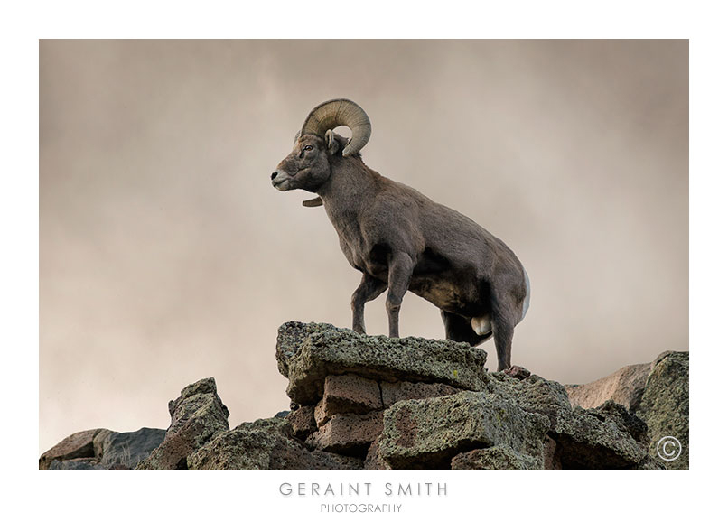 Bighorn Ram on the lichen covered rocks of the Rio Grande Gorge Rim