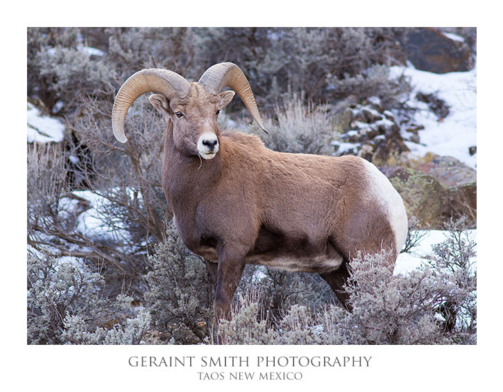 Revisiting the Bighorn Sheep in the Rio Grande Gorge