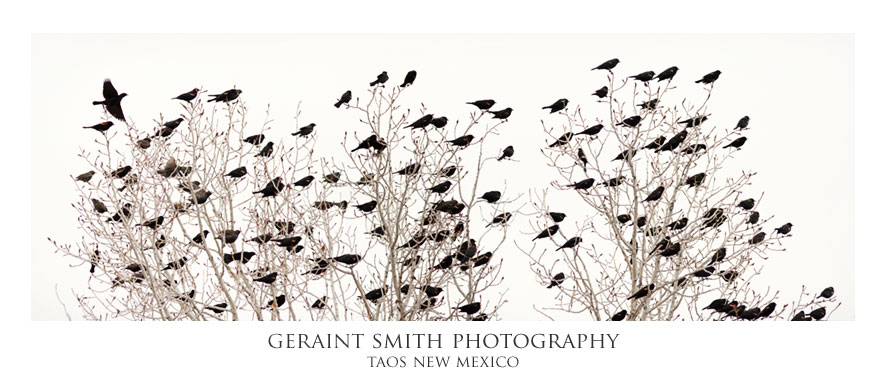 The Red-winged Blackbirds and Starlings gather before the storm