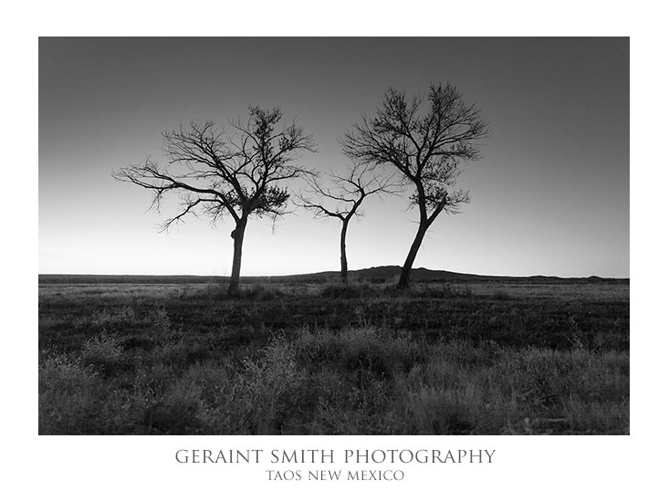 Trees before dawn