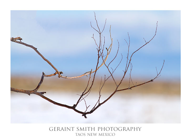 Winter Branches