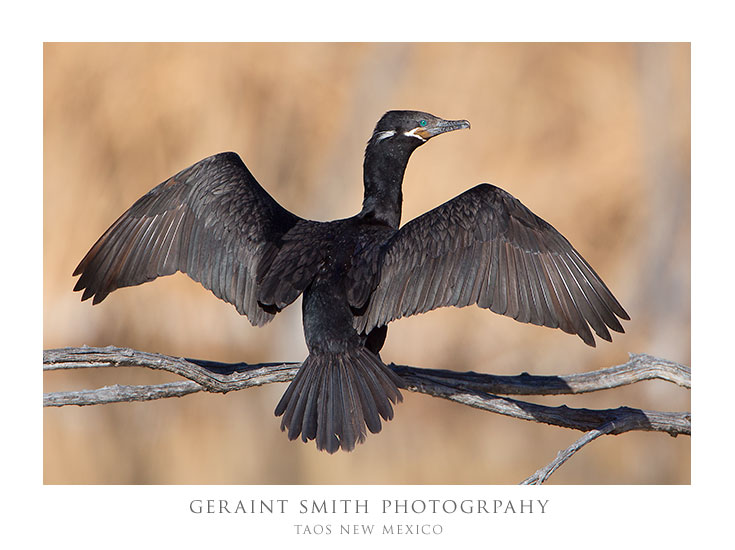 Cormorant