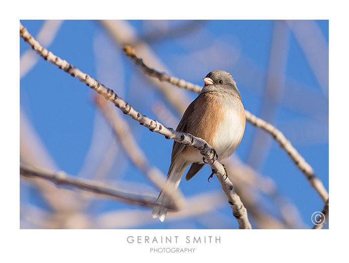 Dark-eyed Junco ... visitor to the garden today