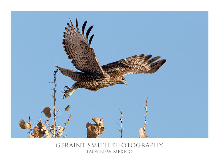 Red-tailed Hawk ... I love raptors