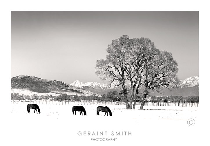 Horses in the San Luis Valley, Colorado