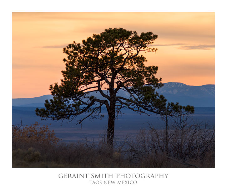 A tree with a view