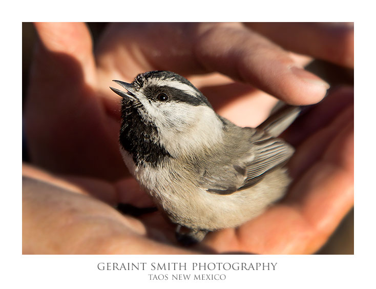 Mountain Chickadee