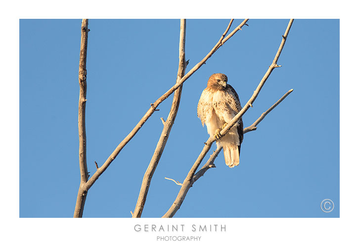 Red-tailed Hawk