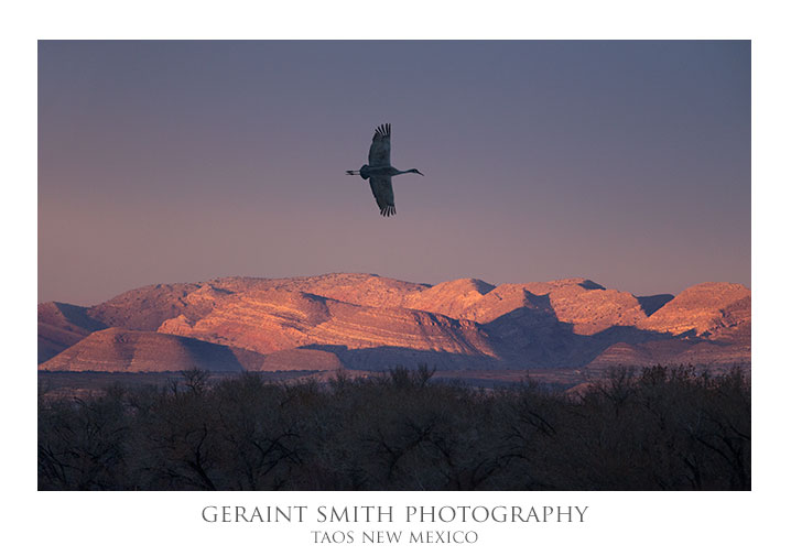 Sandhill Crane sunset in the Bosque del Apache