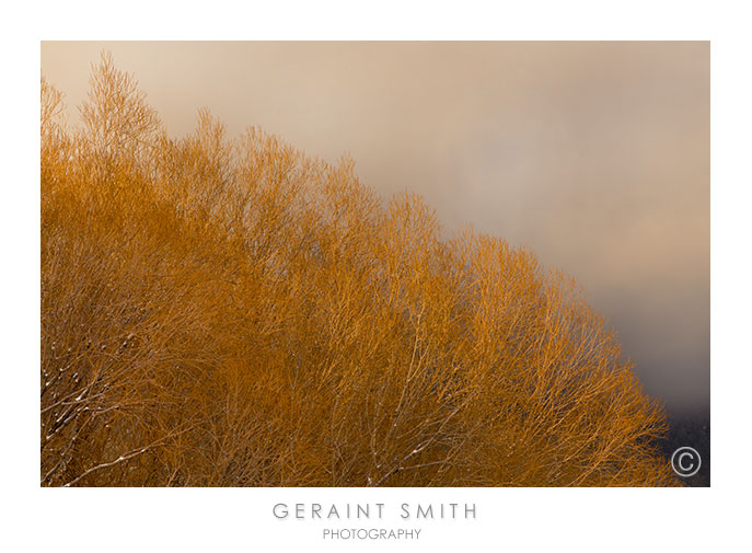 Willow light in Arroyo Seco, NM