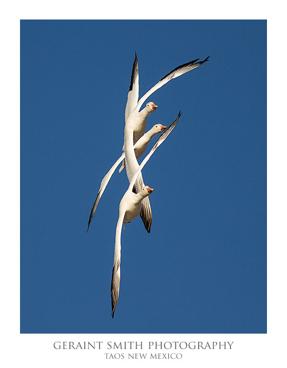 Snow geese ... I just love the Bosque del Apache for photography