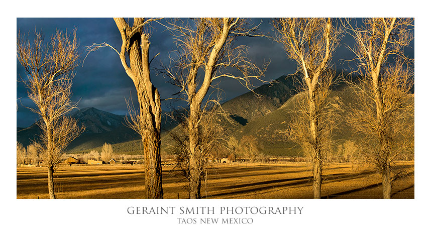 Taos Mountain meadow trees
