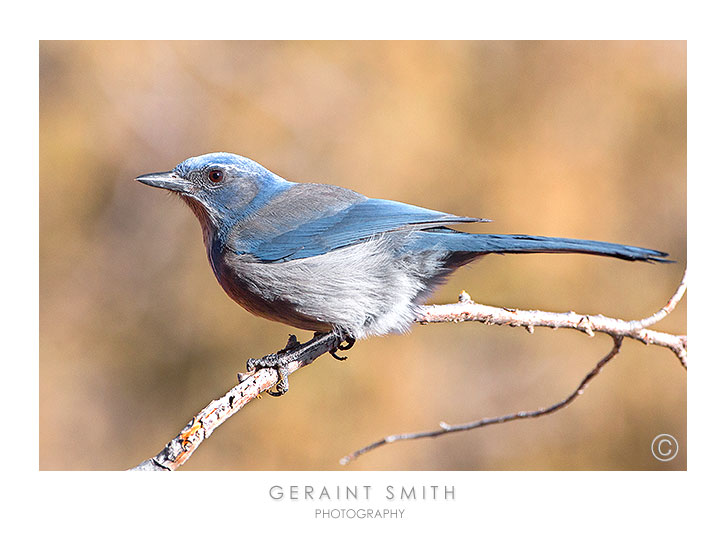 Western Scrub Jay in the garden