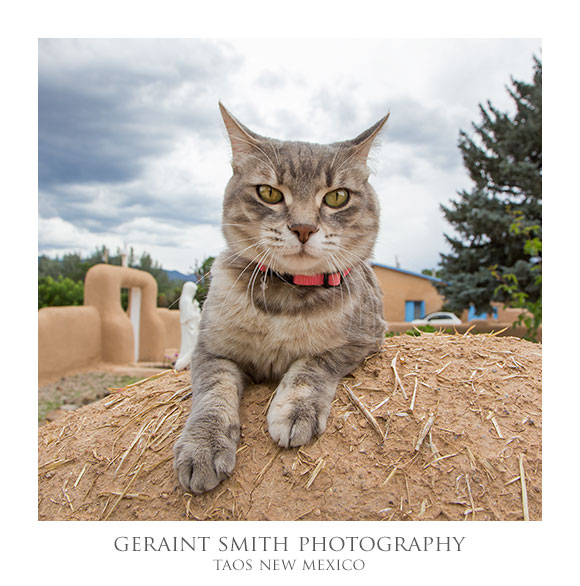 Adobe cat at the St Francis church Ranchos de Taos