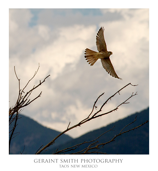 American Kestrel Lift off