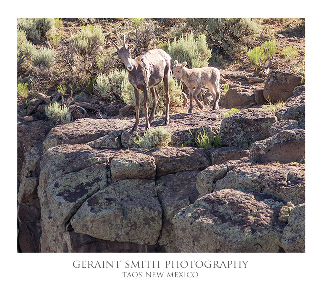 New life on the Rio Grande Gorge rim this week