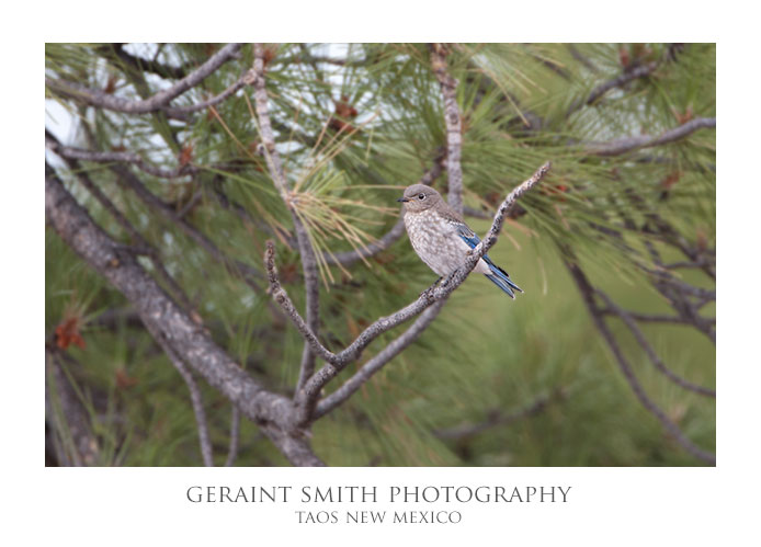 Mountain Bluebird