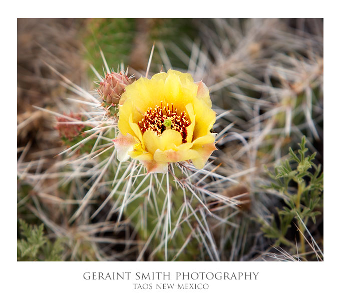 A little bit of spring on the mesa