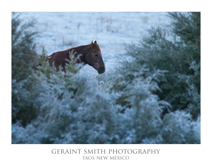 On a cold and frosty morning