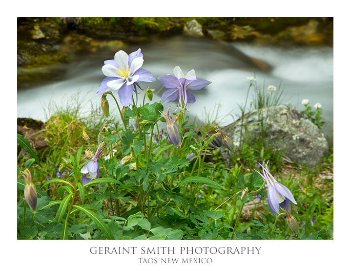 Columbine taos ski valley