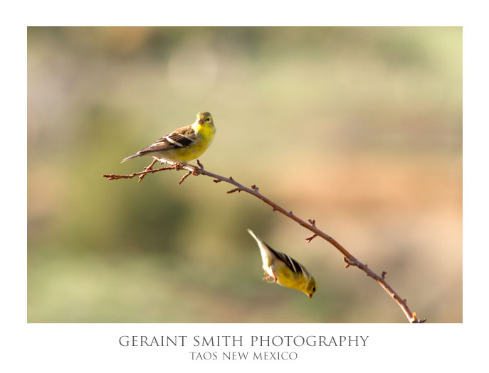 Goldfinches