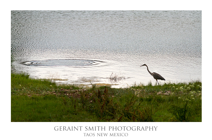 Great Blue Heron in Arroyo Hondo, NM