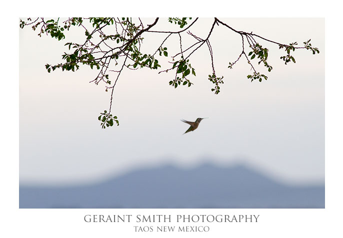 Having fun with the Hummingbirds