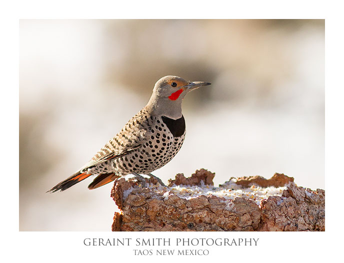 Northern Flicker in the garden