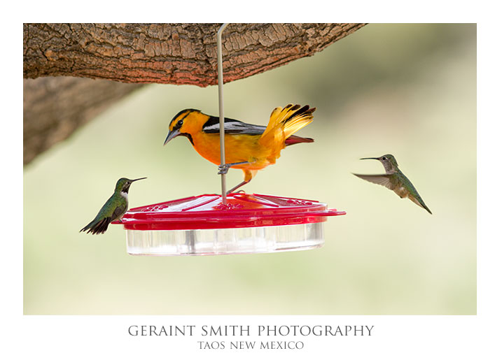 Bullocks Oriole verses Hummingbirds ... "You distract him and I'll goose him"