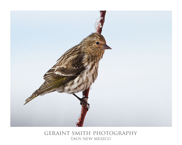 Pine Siskin ... a constant presence in the garden