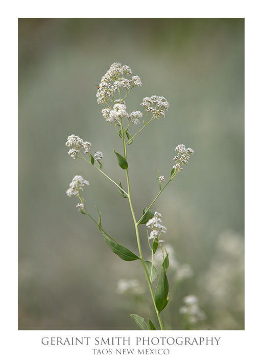 Plant on the Rio Grande