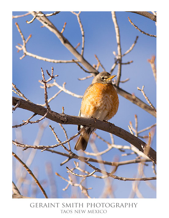 One of numerous young American Robins in the garden this morning