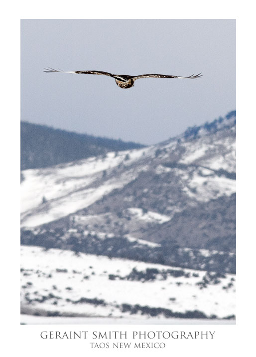 Rough legged hawk