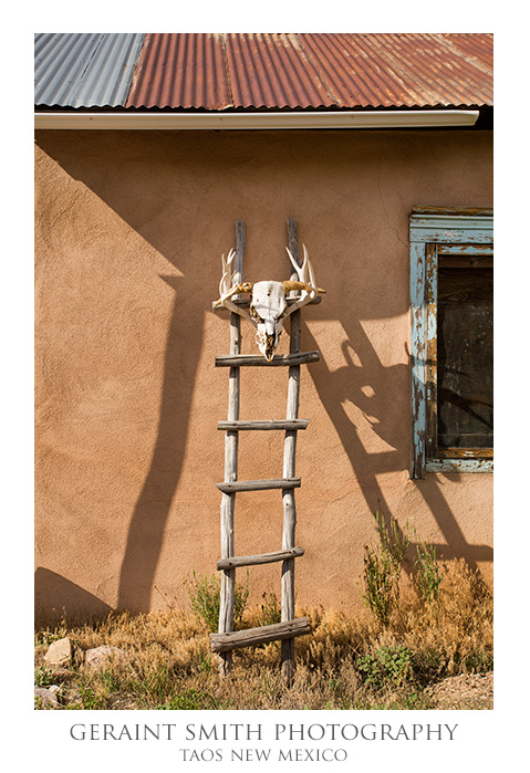 Steer on a Deer, Truchas, NM