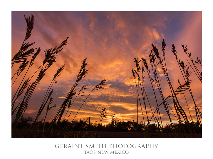 Sunset grasses