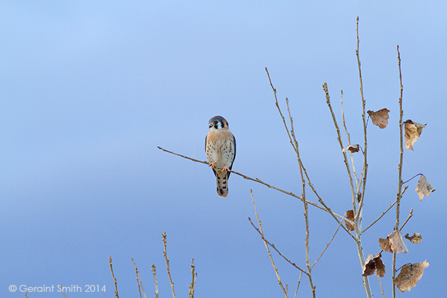 American Kestrel