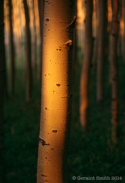 Last light on the aspens taos new mexico