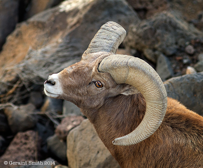 Getting checked ut by a Bighorn Ram gorge bridge herd taos new mexico rio grande national monument